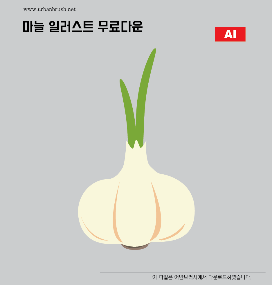 마늘 일러스트 Ai 무료다운로드 - Garlic Illustration - Urbanbrush